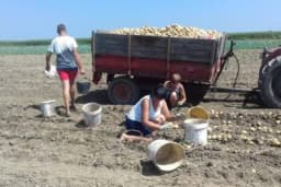 KVALITETOM OSVAJAJU TRŽIŠTE Poljoprivrednici iz sela kod Bijeljine zadovoljno trljaju ruke