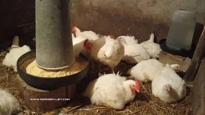 Uzgajanje pilića u ljetnim mjesecima - Kako ublažiti negativne efekte visokih temperatura?