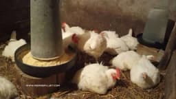 Tinktura karanfilića i bijeli luk za liječenje tovnih pilića