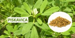 Piskavica - Čini čuda i za žene i za muškarce