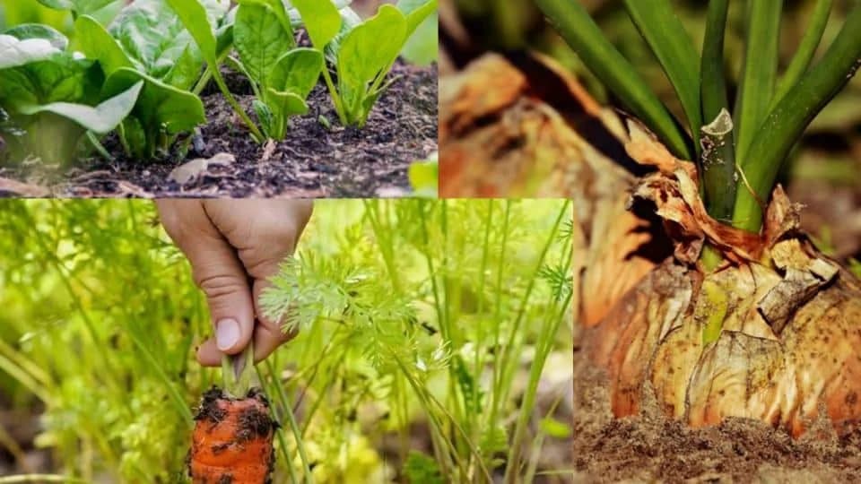 Pet vrsta povrća koje se sadi u kasno ljeto?