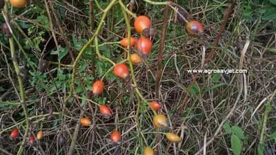 Jednostavan način za gajenje ŠIPKA!