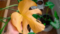 Zbog ove greške sobno cvijeće vam brzo vene iako ga redovno zalivate!