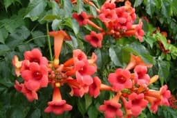 Penjačice - Ukrasne biljke koje krase vašu okućnicu