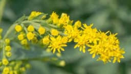 Zlatnica – Biljka koja čuva bubrege i urinarni trakt