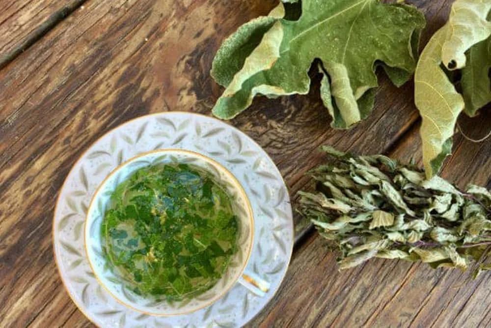 ĆAJ OD LISTOVA SMOKVE