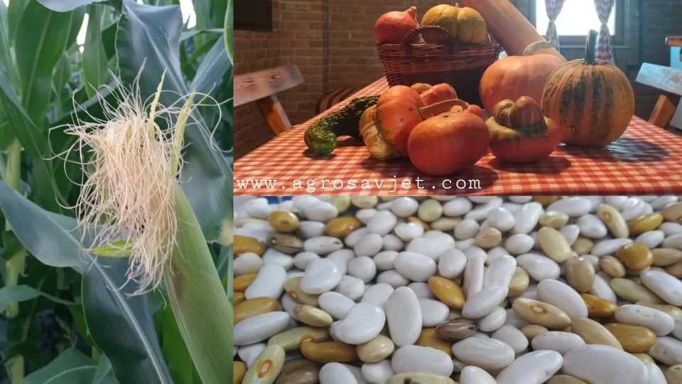 kukuruz pasulj tikva