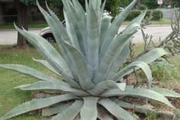 Agava - Ukrasna biljka od koje se pravi tekila!