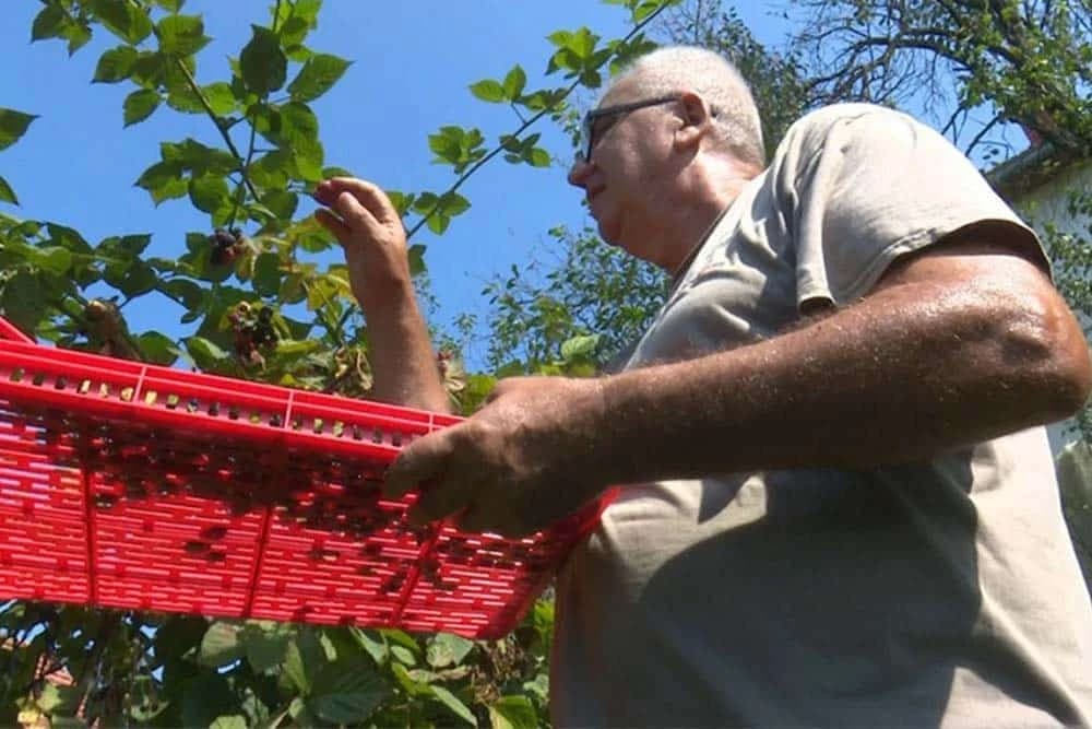 Bakir Biščević kupinovo vino i rakiju prodaje na kućnom pragu