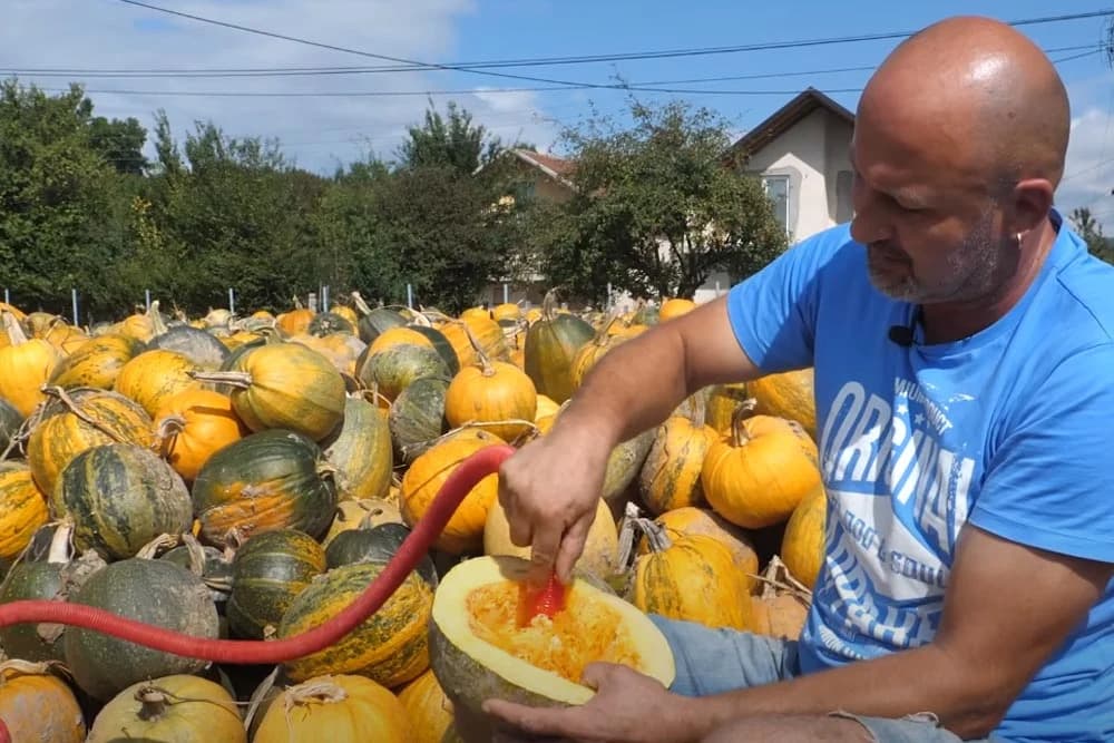 KORISTAN IZUM Dragan usisivačem izvadio košpice iz 150 tona tikve (VIDEO)