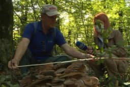 U šumi nadomak Bihaća pronađen primjerak jedinstvene gljive