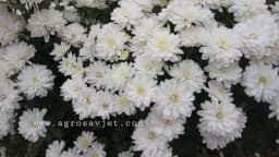 Koje cvijeće možete da posadite u oktobru