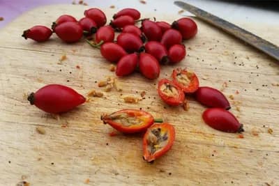 Čaj od šipka - Da li ga ovako pripremate?