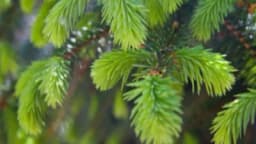 Jela - Kako da je posadite i njegujete