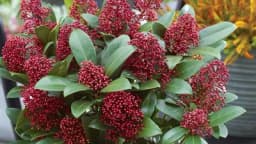 Najljepše jesenje cvijeće za baštu