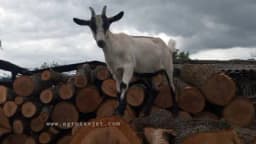 Organsko kozarstvo na Romaniji - Sokočanin Marko Nikolić izvozi meleme u zemlje regiona, Evrope i Australiju