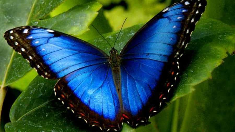 Legenda o plavom leptiru: Ovo je sve što morate da znate o životu!