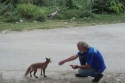 Neobično prijateljstvo u Srbiji: Lisica i planinar Mujo postali nerazdvojni