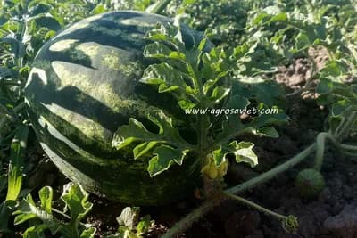 Zašto uvozimo strani, a naš svjež bostan propada?