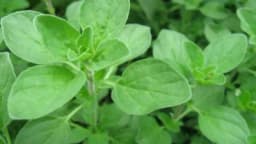 Majoran - Biljka koja će vas opustiti i otkloniti glavobolju