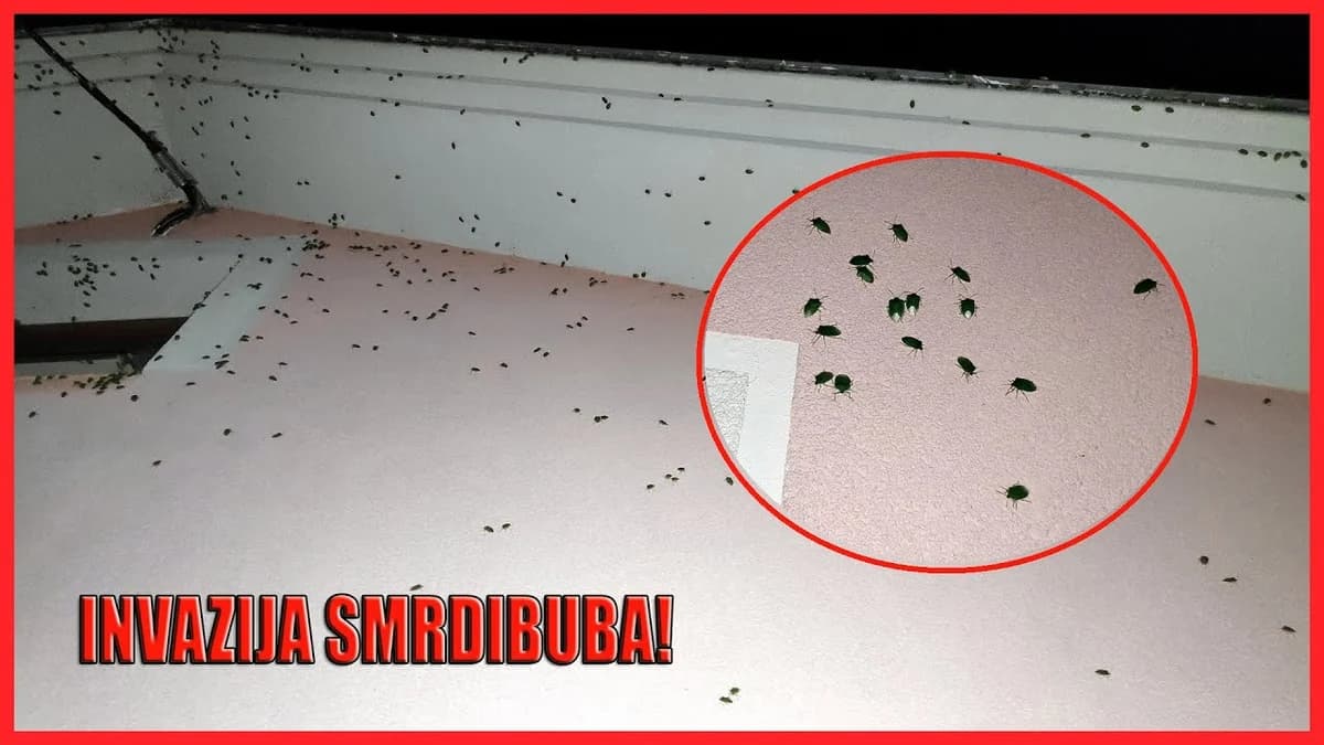 Invazija smrdibuba