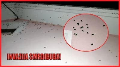 SNIMLJENA NEVJEROVATNA SCENA: "Invazija smrdibuba, napale su mi kuću, kako se odbraniti" /VIDEO/