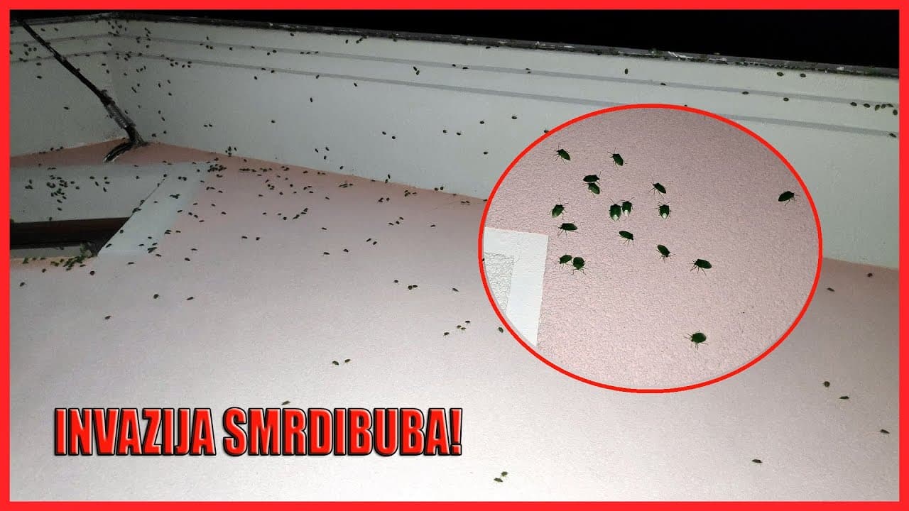 Invazija smrdibuba