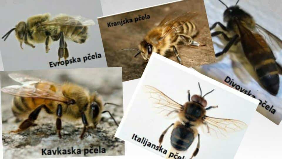 Ovo sigurno niste znali o pčelama