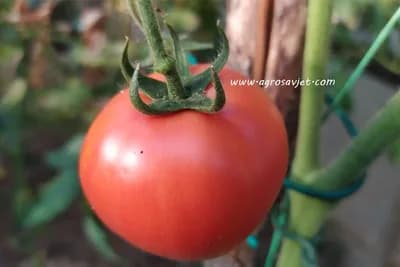 Uberite plodove POVRĆA u pravo VRIJEME i osjetite najbolji UKUS!