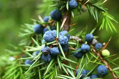 SIRUP OD BORA: Stari recept narodne medicine koji podiže imunitet i suzbija kašalj, brzo i efikasno!