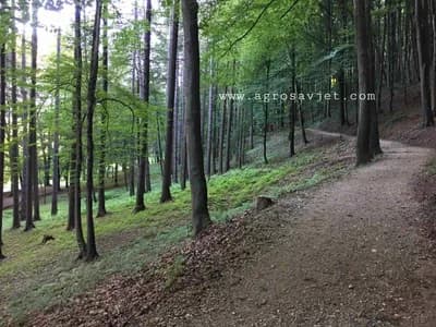 TERAPIJA ŠUMOM - Doznajte koje nevjerojatne dobrobiti za zdravlje čini "kupanje u prirodi"