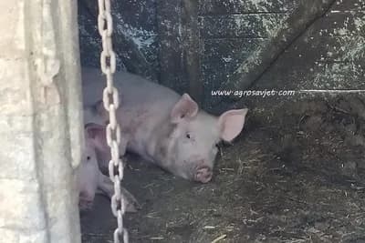 Kako je spriječiti i prepoznati afričku svinjsku kugu u svinjcu!