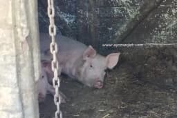 Kako je spriječiti i prepoznati afričku svinjsku kugu u svinjcu!