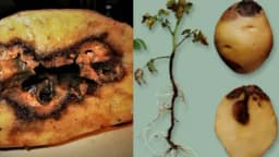 Šta prouzrokuje TRULJENJE KROMPIRA i kako to SPRIJEČITI?