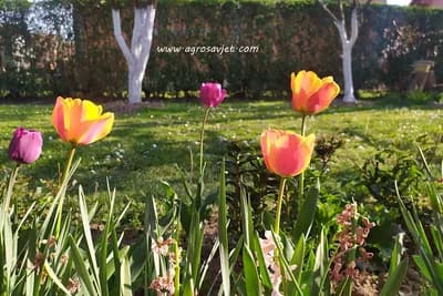 Ne presađujte ih! - Evo kako da preusmjerite sunce do biljaka