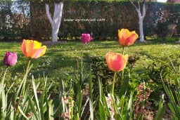 Ako želite cvjetno dvorište u proljeće, ovo morate uraditi u zimskom periodu