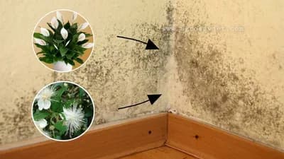 Uz ove sobne biljke zaboravite na vlagu u kući!