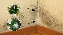 Uz ove sobne biljke zaboravite na vlagu u kući!