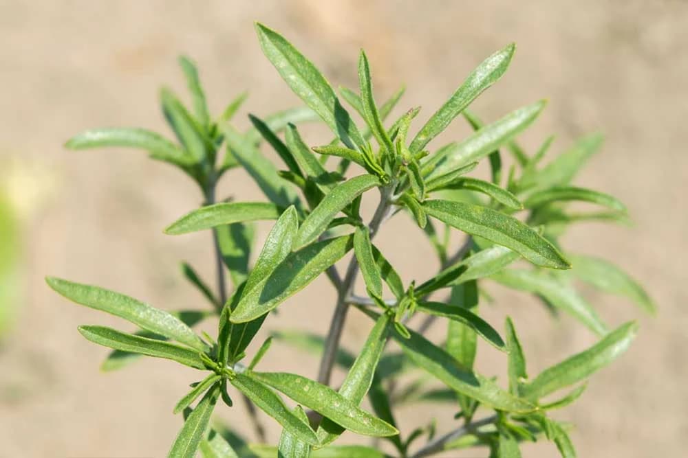 Čubar: Zdravija zamjena za biber s ukusom majčine dušice