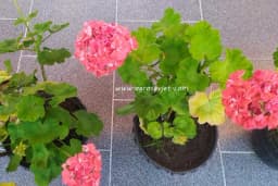 Kog datuma iznijeti cvijeće na terasu?