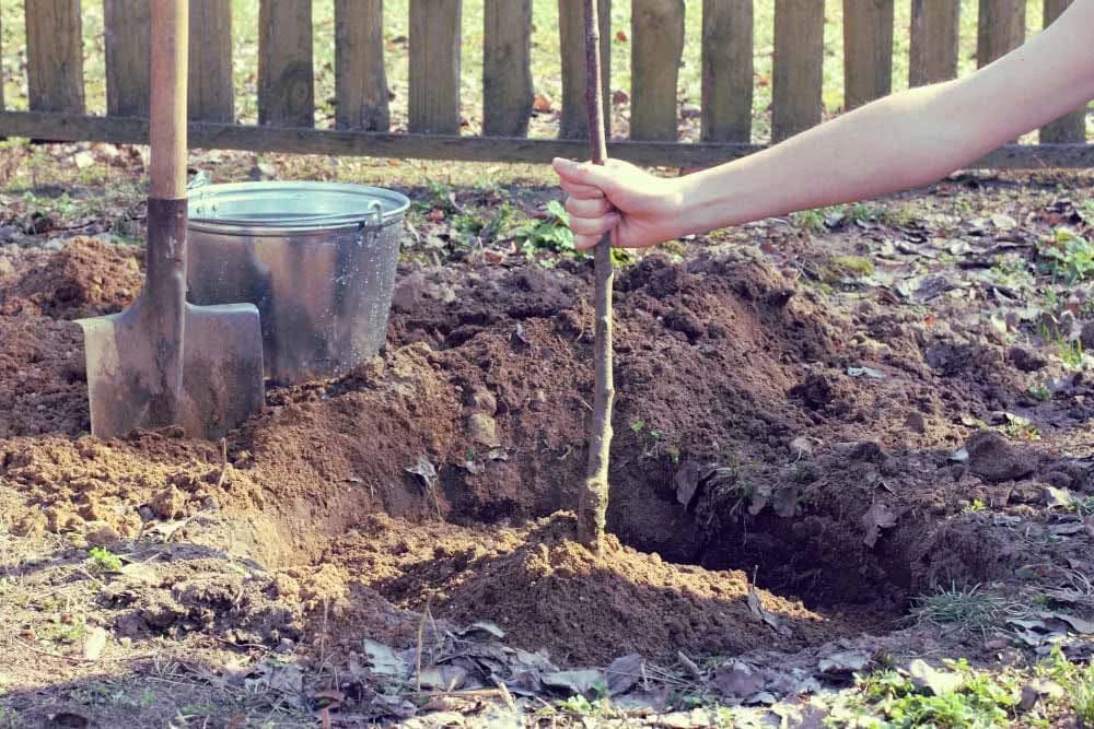 PRESADJIVANJE VOĆKI