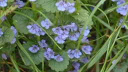 Dobričica – Za bubrege i pluća melem bez premca!