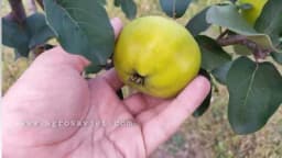 Kako se pravi kvalitetna dunjevača?