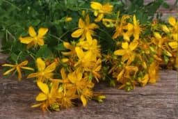 U kom mjesecu treba BRATI ljekovite biljke - Poklanjamo vam KALENDAR branja biljaka!