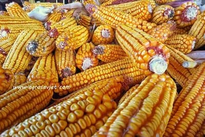 Proizvodnja kukuruza u FBiH manja za 30 odsto