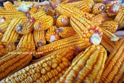 Rod kukuruza u Hrvatskoj najveći u posljednjih deset godina