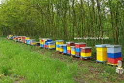 Gdje je najbolje mjesto za pčelinjak