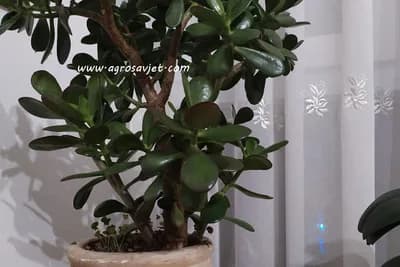 Krasula - Da li ste znali da ima ova ljekovita svojstva?