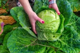 Obloge od KUPUSA kao lijek!