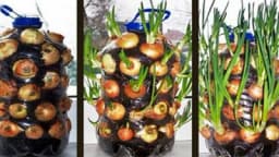 Luk možete uzgajati tokom cijele godine u običnom, plastičnom balonu za vodu /FOTO/